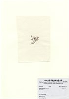 藏品(長枝沙菜)的圖片